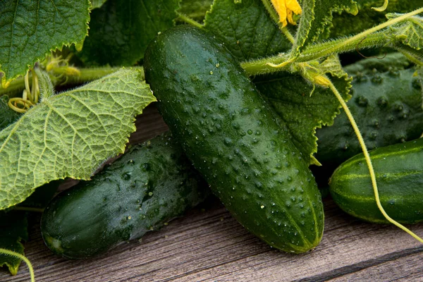 Fresh Cucumbers Green Leaves Flowers Wooden Table Farming Growing Cucumbers — Stock Photo, Image