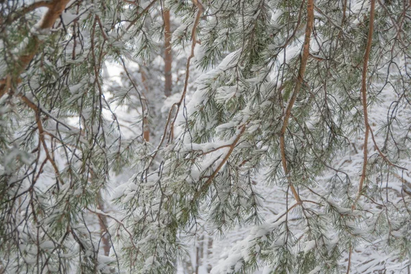 雪の木の枝 霜で覆われた針で冬の松 — ストック写真