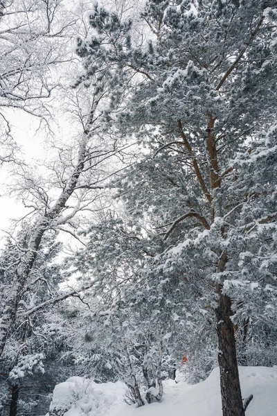 Bulutlu Bir Günde Yoğun Kar Ormanı Soğuk Dondaki Çam Ağaçlarının — Stok fotoğraf