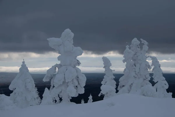 曇った冬の空の下で山脈の雪の火 雪に覆われた木は白い数字のように見える — ストック写真