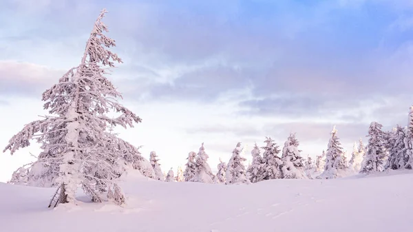 Paisaje Invernal Con Abetos Cubiertos Nieve Bosque Cubierto Escarcha Está — Foto de Stock