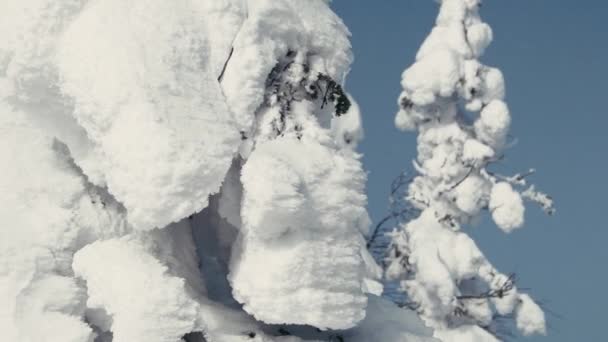 Madeira congelada no inverno — Vídeo de Stock