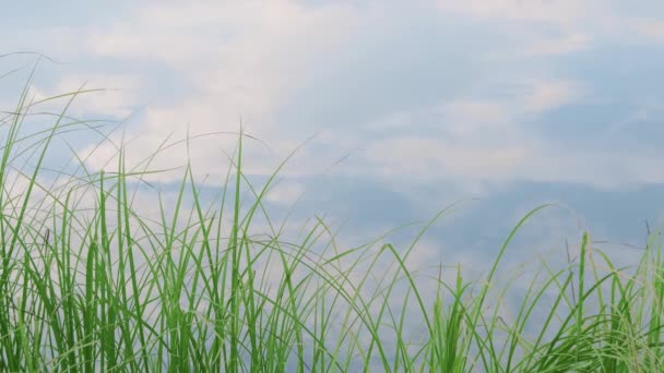 湖の鏡面に空と雲の反射。川岸にある緑の草の葉 — ストック動画