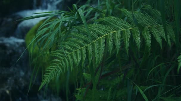 Foglia di felce verde sulla riva del torrente di montagna — Video Stock