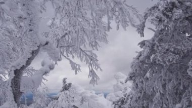 Dalların üzerinde yumuşak rime