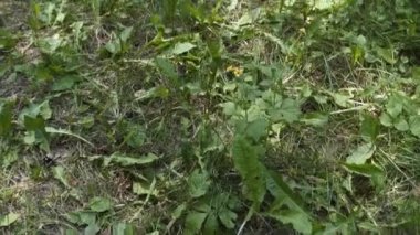 Çimenler arasında kamera hareketi