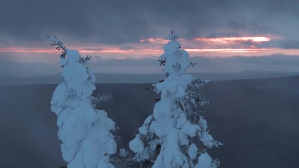 Neve árvores em neblina manhã nublado — Vídeo de Stock