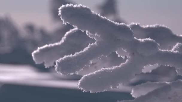 冬の霜の朝の木の枝 — ストック動画