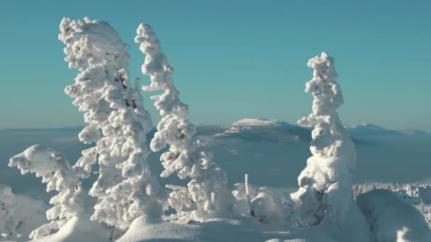 Kar fırtınalarının dalları, dağların zirvesinde rüzgarda yavaşça hareket eder.. — Stok video