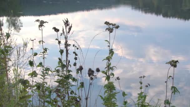 Fila d'erba su banca di stagno. Riflessione delle nuvole sulla superficie del lago con onde morbide. — Video Stock