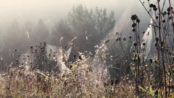 Web si sviluppa a vento lento al mattino di sole — Video Stock