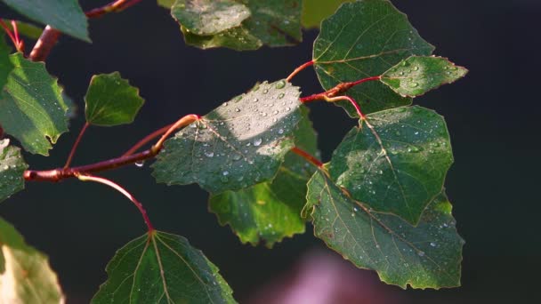 Les feuilles de bouleau vert avec des gouttes de rosée tremblent au soleil. Branche d'arbre lentement balancée par le vent — Video