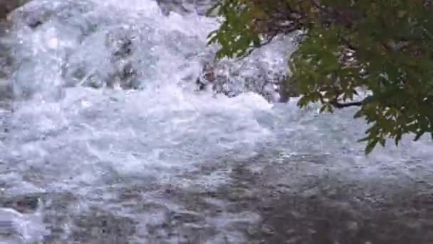 Flujos de agua en el bosque con ramas de árboles — Vídeos de Stock