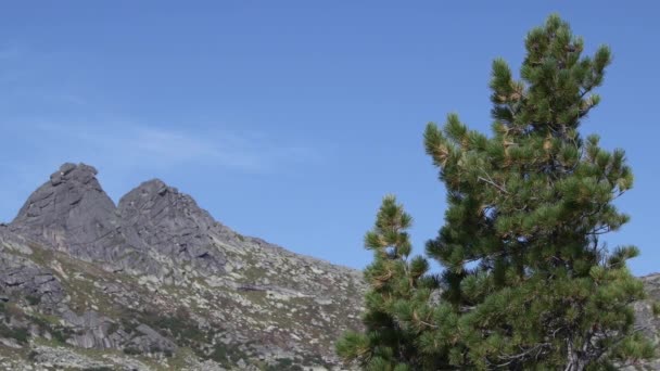 Peisaj din munte și pin — Videoclip de stoc