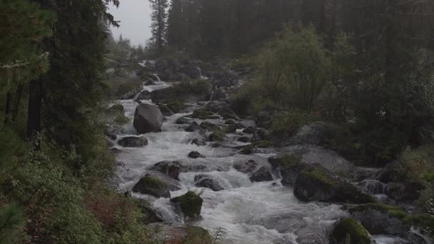 Arroyo de montaña entre rocas y árboles — Vídeos de Stock