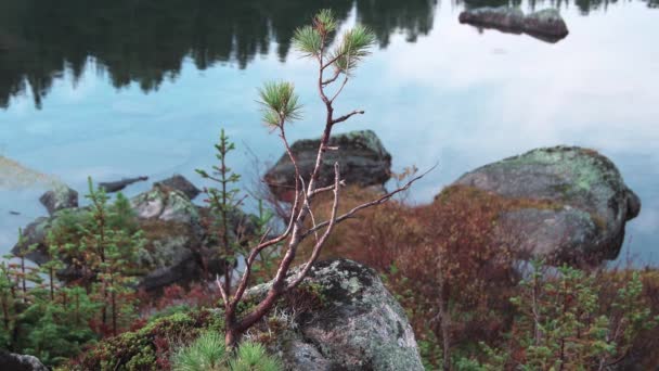 植物や木が茂る穏やかな湖の海岸 — ストック動画