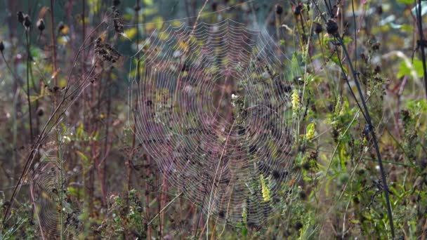 Red de araña sobre hierba seca marrón en zonas rurales — Vídeos de Stock