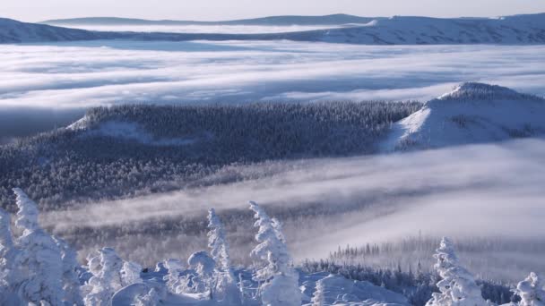 Winterwald am Berghang — Stockvideo