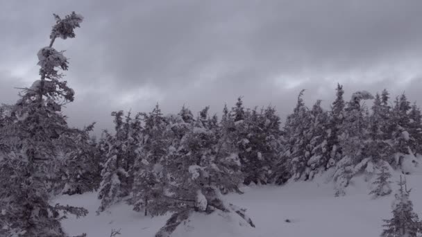 눈 속의 얼어붙은 전나무 위에 떠 있는 구름 — 비디오