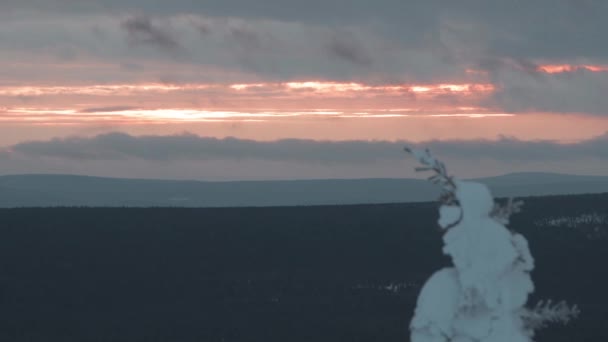 Снежная пихта под небом заката — стоковое видео