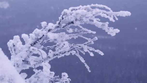 Beyaz karla kaplı bir ağaç dalı. — Stok video