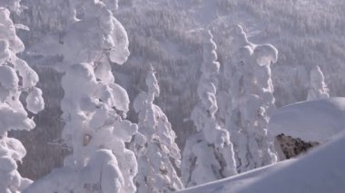 Ağaçlarda sabah donması