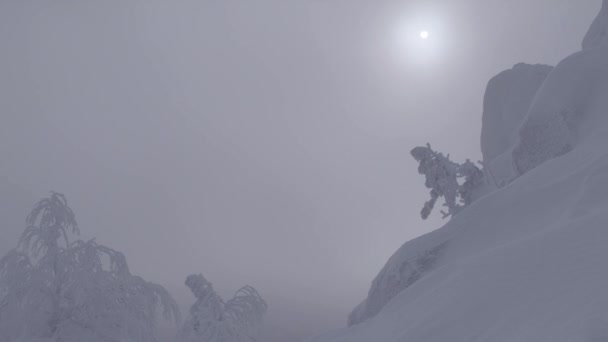 覆盖着薄雾的雪地针叶林. — 图库视频影像