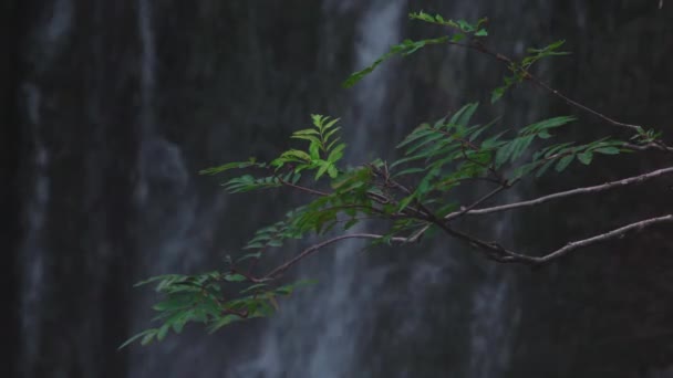 Зеленый горный пепел на водопаде — стоковое видео