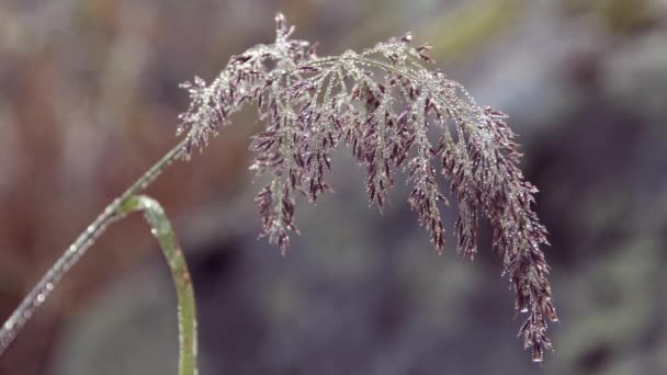 Grass with drops on seeds on morning — Wideo stockowe