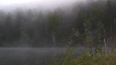 Calm morning on forest lake in haze