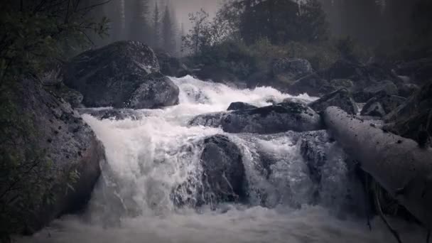 Arroyo y cascada entre bosques de abeto — Vídeos de Stock