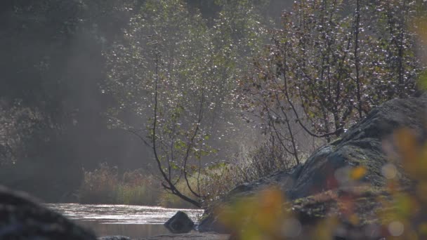 Туман над озером в осінньому парку — стокове відео