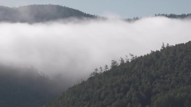 Hillside pokrytý borovým lesem s mraky — Stock video