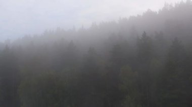 Fog over pine forest
