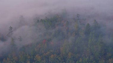Forest in moving mist