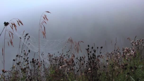 Pavučina s kapkami v suché trávě — Stock video
