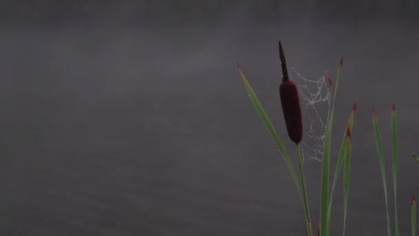 Roseaux oscillant dans le vent sur le lac brumeux — Video