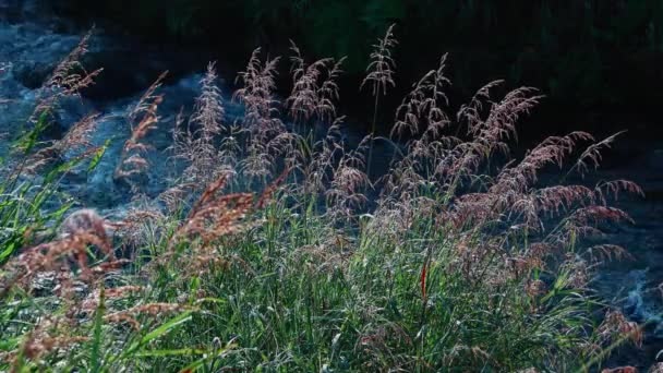 Erba con gocce di pioggia sul fiume — Video Stock