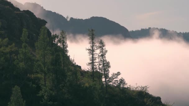 Утренний туман дрейфует на холме — стоковое видео
