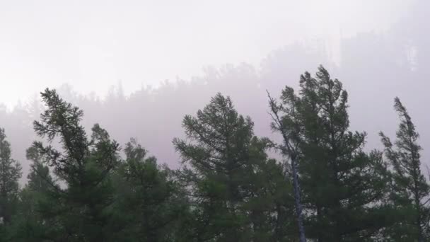 Пейзаж с деревьями в тумане — стоковое видео