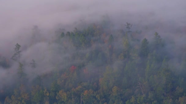 Mozgó ködben lévő erdő — Stock videók