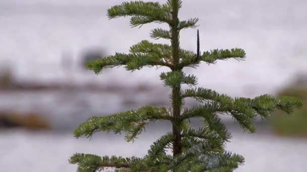 Osamělý strom na břehu řeky — Stock video