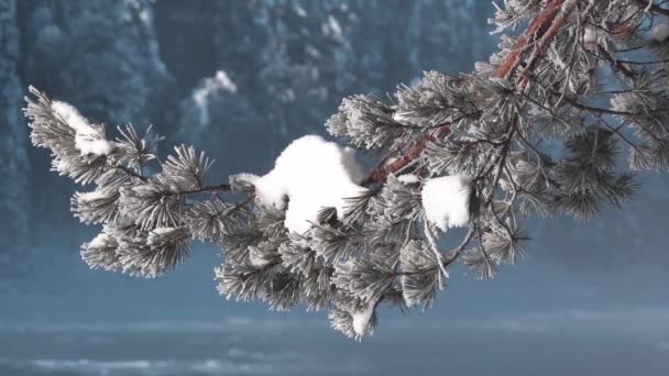 Folyó és fák a hóban — Stock videók