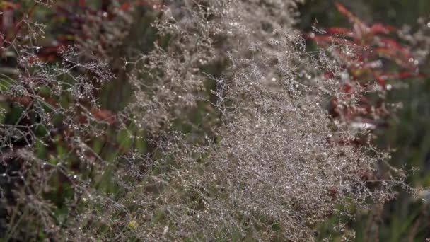 Grashalme bewegen sich mit Tautropfen auf Wiese — Stockvideo