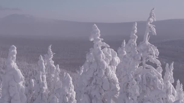 Bäume im Frost, Äste von Schneemonstern — Stockvideo