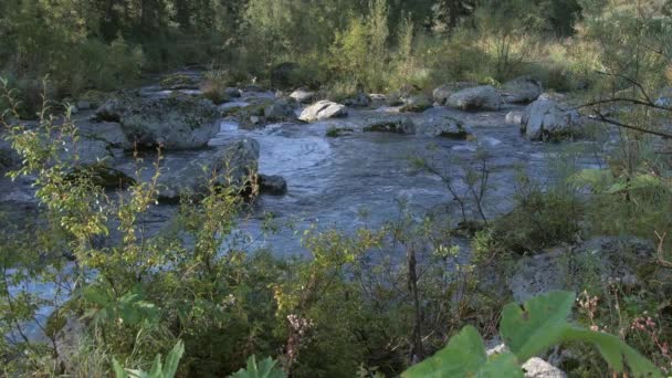 Flujos de agua en el bosque — Vídeos de Stock