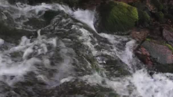 Acqua pura e limpida nel letto del fiume di montagna ricoperto di muschio — Video Stock