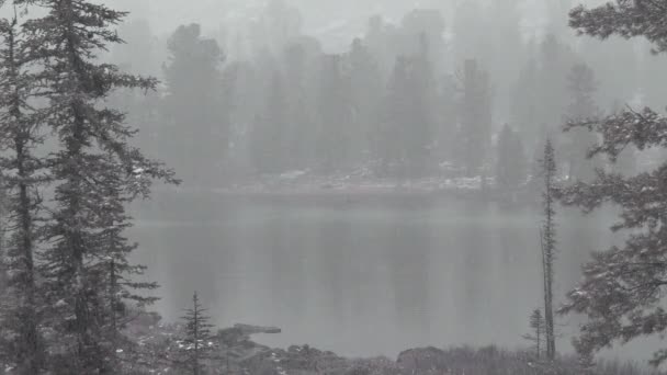 Chute de neige sur le lac forestier. Première neige tombe dans un mur entre les arbres verts — Video