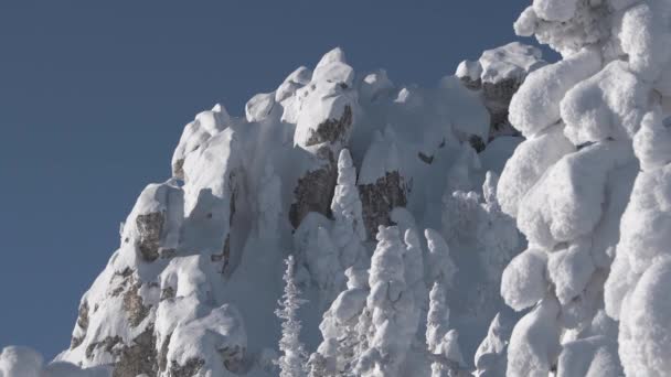 Sneeuwbomen schommelen in de wind in het bergdal — Stockvideo