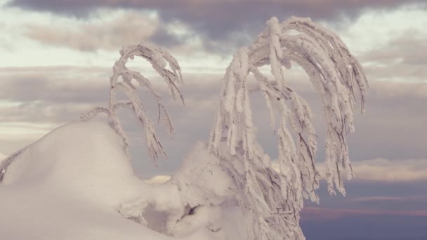 Холод на зимних ветвях — стоковое видео